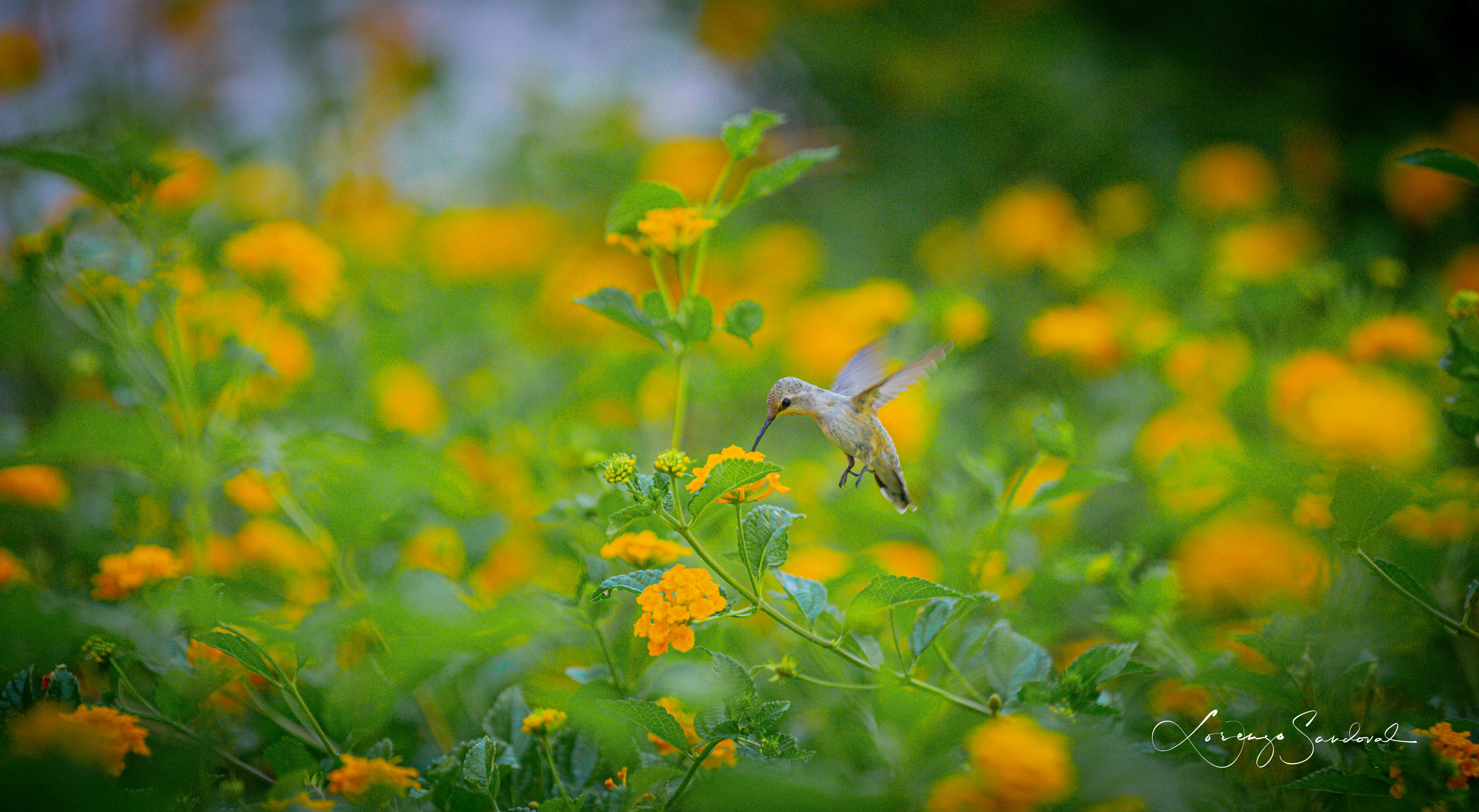 Humming Bird With Yellow Flowers Signed Compressed